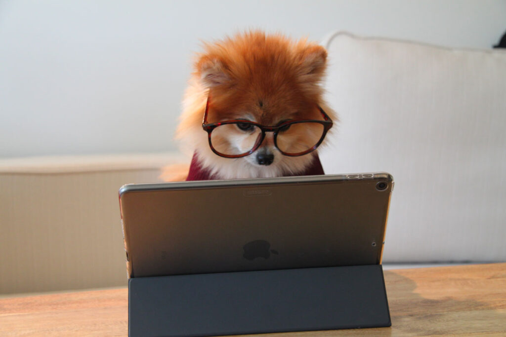 Image d'un petit chien portant des lunettes de vue et un pull rouge et se tenant devant une tablette de la marque Apple. Le petit chien est entrain de lire un plan comptable général sur sa tablette.